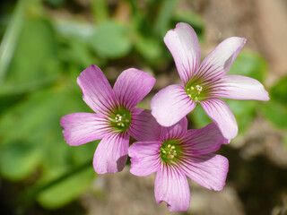 Natura