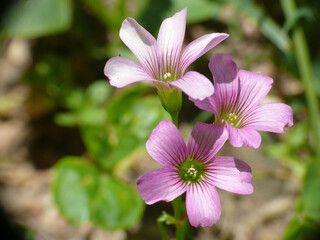 Natura