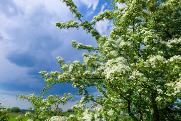 Blooming hawthorn covered with white flowers against a blue sky with clouds. Green leaves of the...