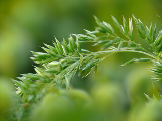 Natura