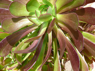Natura
