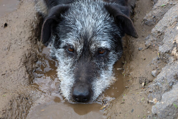 The image shows a dog lying in the mud.