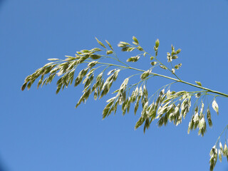 Natura