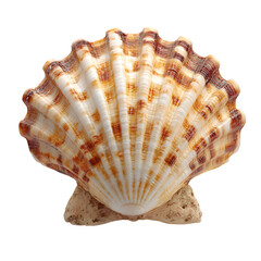 Obraz premium Stunning Closeup of a Scallop Shell with Intricate Brown and White Stripes against a White Background Ocean Seashell Seashore Coastal Nature Wildlife Specimen