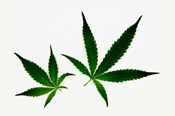two cannabis leafs on white background