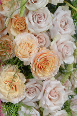 close-up of roses