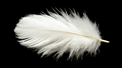 Obraz premium Single white feather