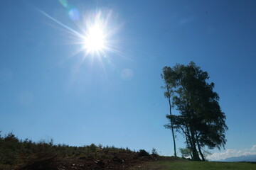 A tree is in the foreground of a very bright blue sky