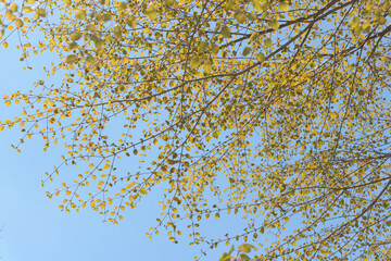 glancing up at tree with new spring foliage on a blue sky