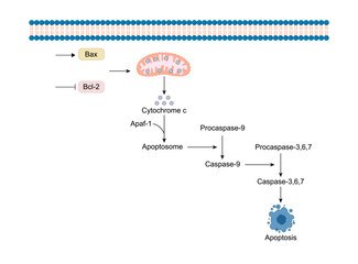 Apoptosis, programmed cell death, intrinsic pathway. Cell breaks into apoptotic bodies. Vector illustration.	
