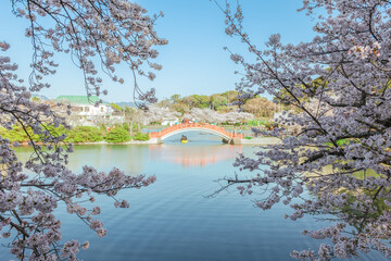 Scenery of Habu Park with cherry blossom in Fukuoka City, Kyushu, Japan