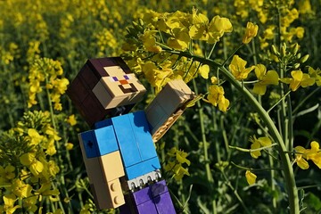 Naklejka premium LEGO Minecraft action figure of smiling main character Steve in blue shirt, reaching for yellow blossoming Rapeseed plant tip (Brassica Napus), sunlit by spring afternoon sunshine. 