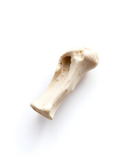 Fototapeta premium isolated animal bone, detailed macro on white background.