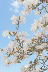 white with a touch of pink star magnolia blossoms on a blue sky 