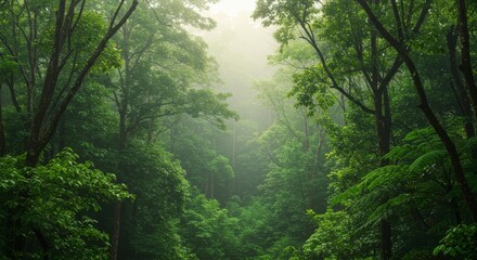 Lush forest, misty valley