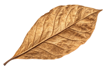 Dry yellow autumn leaf isolated on white, showcasing its natural brown texture