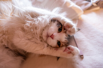 【#室内】甘えている猫