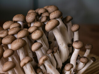 fresh brown shimeji mushroom or beech mushroom.