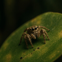 Fototapeta premium A close-up shot of a jumping spider perched on a green leaf, displaying its large eyes and fine details.