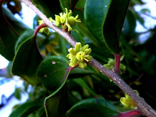 planta campari - Dovyalis hebecarpa