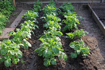 vegetable garden in the garden
