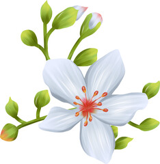 Fototapeta premium Tung blossom flower illustration 