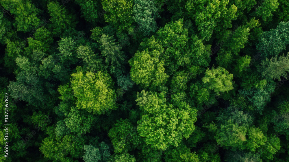 Poster aerial view of a lush, green forest canopy, showcasing a dense collection of trees from above. the v