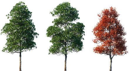 Set of summer and autumn Acer opalus (the Italian maple) frontal isolated png on a transparent...