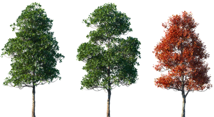 Set of summer and autumn Acer opalus (the Italian maple) frontal isolated png on a transparent background perfectly cutout	