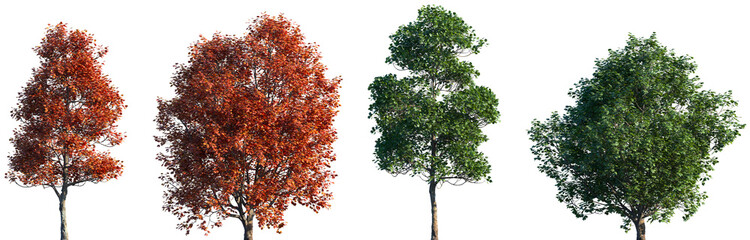Set of summer and autumn Acer opalus (the Italian maple) frontal isolated png on a transparent...