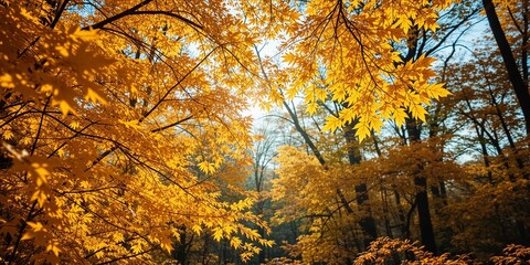 Autumnal Maple Canopy, Sunlight Dappling