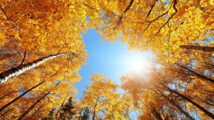 Golden autumn leaves canopy viewed from below, sunlight shining through branches of birch trees against a bright blue sky. : Generative AI