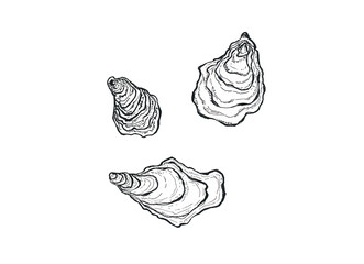 Minimalist oyster seashell hand-drawn sketch. Seafood line art collection. Detailed shells and oysters for labels, eco-friendly packaging, and coastal decor. Elegant oyster liner drawing.