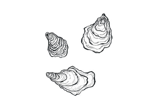 Minimalist oyster seashell hand-drawn sketch. Seafood line art collection. Detailed shells and oysters for labels, eco-friendly packaging, and coastal decor. Elegant oyster liner drawing.
