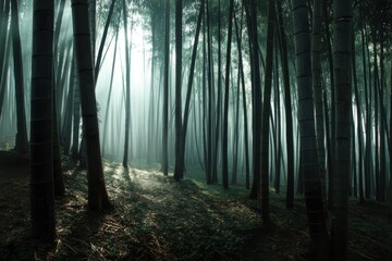 Naklejka premium Misty morning in a bamboo forest with shafts of light