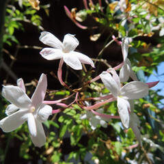 日本で春にハゴロモジャスミンが白い花を咲かせています