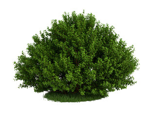 Fototapeta premium Lush green shrub with dense foliage
