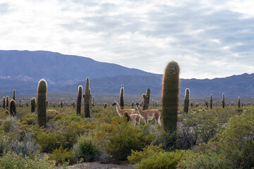 :"Group of vicuñas among the cacti, in Los Cardones National Park, near Cachi, Salta, Argentina