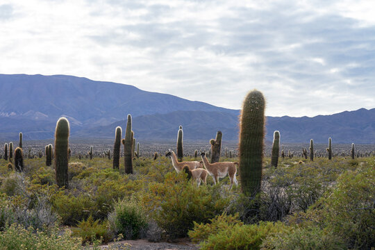 :"Group of vicu&ntilde;as among the cacti, in Los Cardones National Park, near Cachi, Salta, Argentina