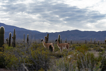 :"Group of vicuñas among the cacti, in Los Cardones National Park, near Cachi, Salta, Argentina
