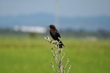 red winged blackbird