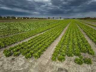 Field With Green Salad Plants In Agricultural Area Near Vienna In Austria