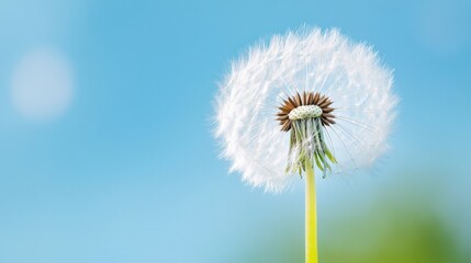 Naklejka premium A single dandelion seed head, ripe and ready to disperse its seeds, stands tall against a vibrant blue sky, showcasing delicate white seeds and a green stem. : Generative AI