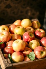 A vibrant still life of freshly picked apples, arranged artfully in a woven basket or a shallow, ornate bowl, set against a soft, creamy background