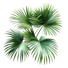 Lush tropical fan palm leaves