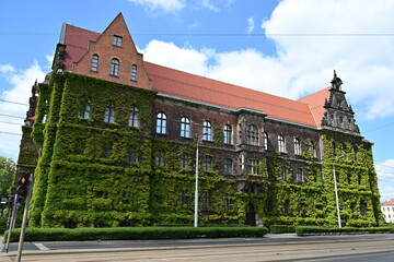 Budynek porośnięty bluszczem stary wrocław Muzeum narodowe zielony klasyczny zjawiskowy
