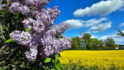 Sweden. Syringa vulgaris, the lilac or common lilac, is a species of flowering plant in the olive...
