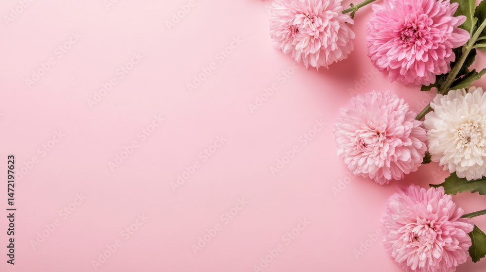 Poster pink and white chrysanthemum flowers arranged on a pale pink background, creating a delicate and ele