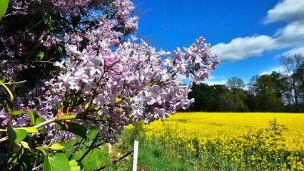Sweden. Syringa vulgaris, the lilac or common lilac, is a species of flowering plant in the olive...