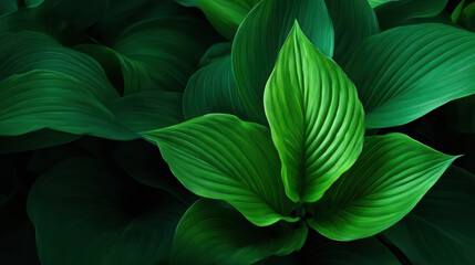 Lush green foliage creates a serene and calming natural background as the textured leaves catch the light in a tranquil botanical garden setting outdoors.